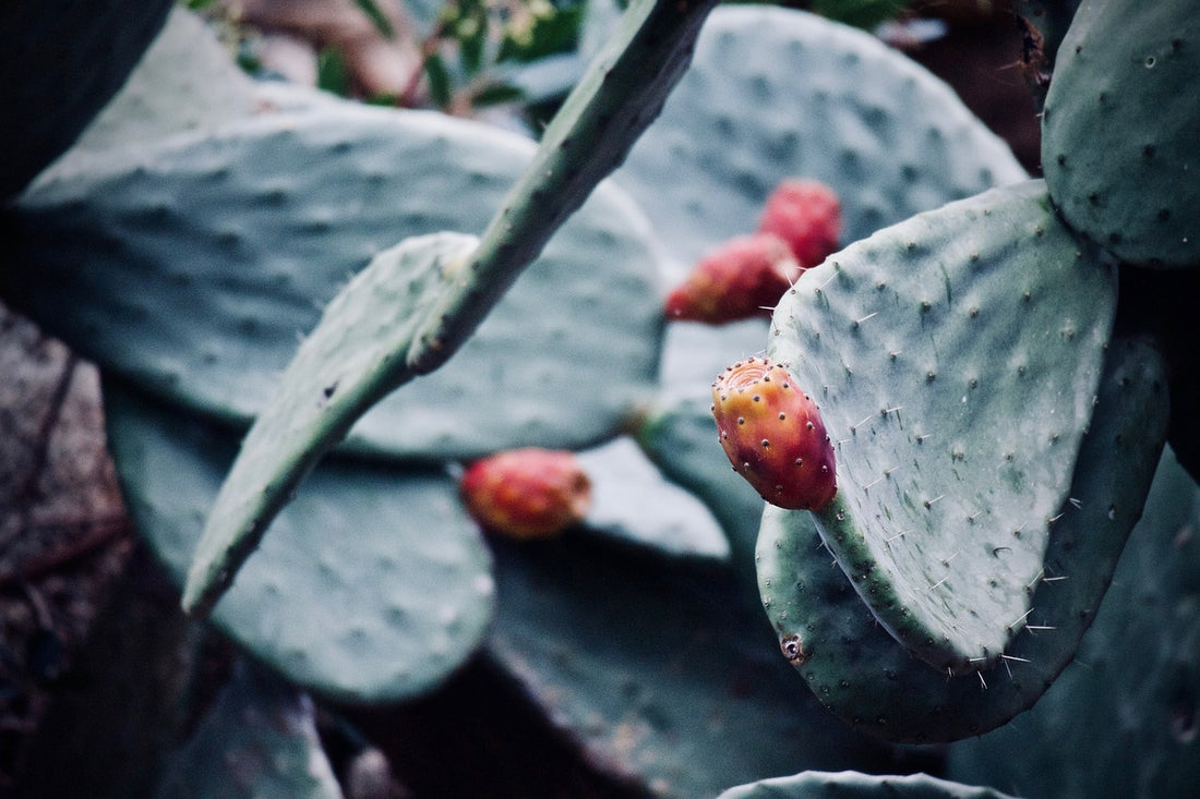 What is Prickly Pear?